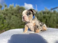 Tommy (blue Tri merle )  🦊🐝, a male English Bulldog for sale in Denver, CO – 7 of 10