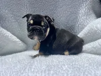 Rex 🦖🌄🍭💥, a male English Bulldog for sale in Denver, CO – 8 of 10