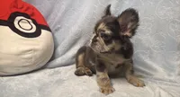 Rockruff✨🔥❤️, a male French Bulldog for sale in Denver, CO – 7 of 7