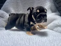 Rex 🦖🌄🍭💥, a male English Bulldog for sale in Denver, CO – 10 of 10
