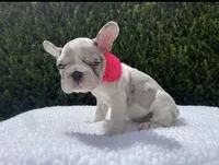 Bulbasaur, a female French Bulldog for sale in Denver, CO – 5 of 5