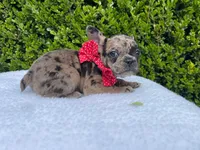 Fiona ❤️🐝🐥, a female French Bulldog for sale in Denver, CO – 4 of 8