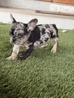 Eevee, a female French Bulldog for sale in Denver, CO – 5 of 7