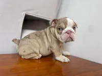 Ada 🦋💘💕🍭, a female English Bulldog for sale in Denver, CO – 8 of 8