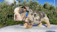 Tommy (blue Tri merle )  🦊🐝, a male English Bulldog for sale in Denver, CO – 9 of 10