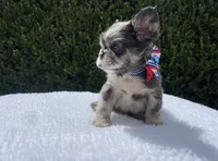 Rockruff✨🔥❤️, a male French Bulldog for sale in Denver, CO – 2 of 7