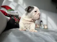 Ronaldo  blue tri, a male English Bulldog for sale in Denver, CO – Photo 5 of 10