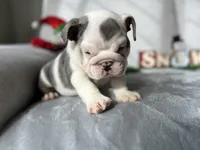 Ronaldo  blue tri, a male English Bulldog for sale in Denver, CO – Photo 8 of 10