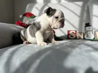 Ronaldo  blue tri, a male English Bulldog for sale in Denver, CO – Photo 10 of 10