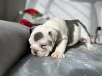 Ronaldo  blue tri, a male English Bulldog for sale in Denver, CO – Photo 3 of 10