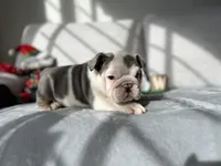 Ronaldo  blue tri, a male English Bulldog for sale in Denver, CO – Photo 2 of 10