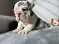 Ronaldo  blue tri, a male English Bulldog for sale in Denver, CO – Photo 9 of 10