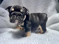 Rex 🦖🌄🍭💥, a male English Bulldog for sale in Denver, CO – 3 of 10