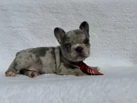 Cowboy🤠🔥, a male French Bulldog for sale in Denver, CO – Photo 7 of 10