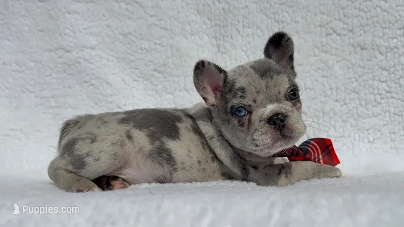 Cowboy🤠🔥 – French Bulldog puppy for sale in Denver, CO