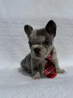 Cowboy🤠🔥, a male French Bulldog for sale in Denver, CO – Photo 2 of 10