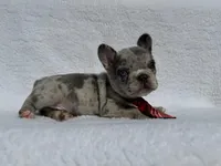 Cowboy🤠🔥, a male French Bulldog for sale in Denver, CO – Photo 9 of 10