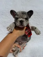 Cowboy🤠🔥, a male French Bulldog for sale in Denver, CO – Photo 8 of 10