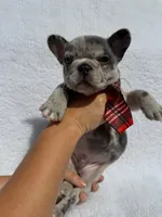 Cowboy🤠🔥, a male French Bulldog for sale in Denver, CO – Photo 6 of 10