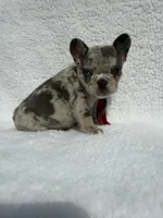 Cowboy🤠🔥, a male French Bulldog for sale in Denver, CO – Photo 5 of 10