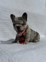 Cowboy🤠🔥, a male French Bulldog for sale in Denver, CO – Photo 3 of 10