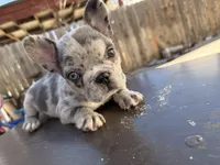 Cowboy🤠🔥, a male French Bulldog for sale in Denver, CO – Photo 10 of 10