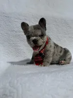 Cowboy🤠🔥, a male French Bulldog for sale in Denver, CO – Photo 4 of 10