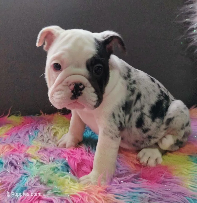 Molly Merle 🌸🎀