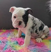 processed/3f88f396-ff21-46a3-930e-a758abf36524/listing/ccfc0b9a-d088-4b77-b8e4-675d43c7d4df/c11f8951-b0d5-49dd-a3cf-f03943d24037