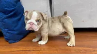 Ada 🦋💘💕🍭, a female English Bulldog for sale in Denver, CO – 2 of 8