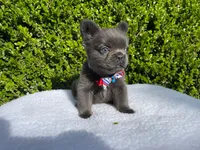 Teddy 🐻❤️💙💜, a male French Bulldog for sale in Denver, CO – 4 of 10