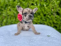 Fiona ❤️🐝🐥, a female French Bulldog for sale in Denver, CO – 7 of 8