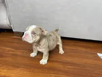 Ada 🦋💘💕🍭, a female English Bulldog for sale in Denver, CO – 6 of 8