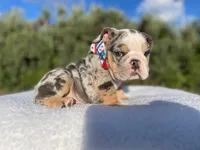 Tommy (blue Tri merle )  🦊🐝, a male English Bulldog for sale in Denver, CO – 2 of 10