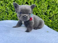 Teddy 🐻❤️💙💜, a male French Bulldog for sale in Denver, CO – 3 of 10