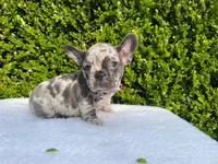 Egon ( blue Merle)🐉🐨🐭, a male French Bulldog for sale in Denver, CO – 9 of 10