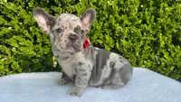 Egon ( blue Merle)🐉🐨🐭, a male French Bulldog for sale in Denver, CO – 2 of 10