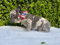 Egon ( blue Merle)🐉🐨🐭, a male French Bulldog for sale in Denver, CO – 6 of 10