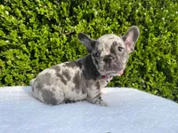 Egon ( blue Merle)🐉🐨🐭, a male French Bulldog for sale in Denver, CO – 10 of 10