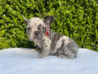 Egon ( blue Merle)🐉🐨🐭, a male French Bulldog for sale in Denver, CO – 3 of 10