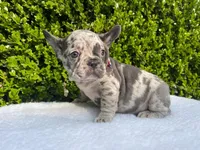 Egon ( blue Merle)🐉🐨🐭, a male French Bulldog for sale in Denver, CO – 5 of 10