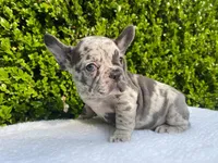 Egon ( blue Merle)🐉🐨🐭, a male French Bulldog for sale in Denver, CO – 4 of 10