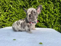 Egon ( blue Merle)🐉🐨🐭, a male French Bulldog for sale in Denver, CO – 8 of 10
