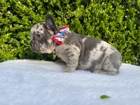 Egon ( blue Merle)🐉🐨🐭, a male French Bulldog for sale in Denver, CO – 7 of 10