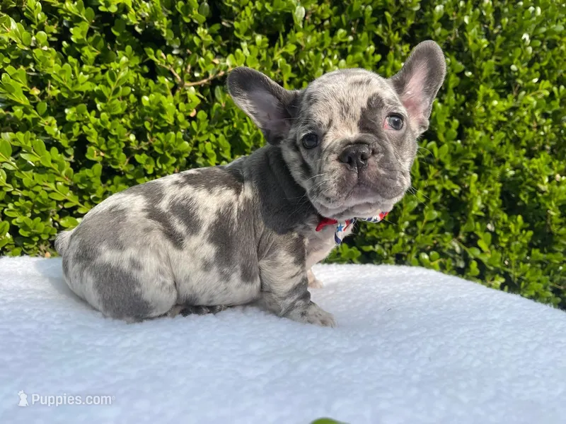 Egon ( blue Merle)🐉🐨🐭 – French Bulldog puppy for sale in Denver, CO