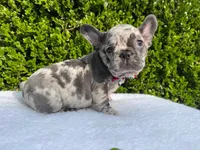 Egon ( blue Merle)🐉🐨🐭, a male French Bulldog for sale in Denver, CO – 1 of 10