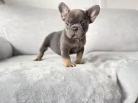 blue, a male French Bulldog for sale in Denver, CO – Photo 2 of 6