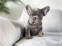 blue, a male French Bulldog for sale in Denver, CO – Photo 1 of 6