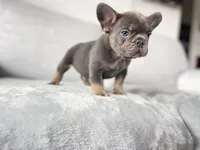 blue, a male French Bulldog for sale in Denver, CO – Photo 5 of 6