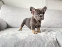 blue, a male French Bulldog for sale in Denver, CO – Photo 4 of 6